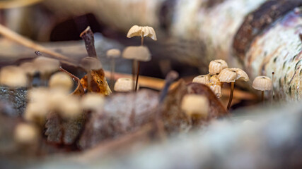 Helmlinge im Unterholz