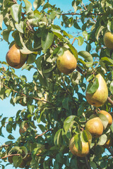 Tasty ripe pears hanging on a branch. Vertical
