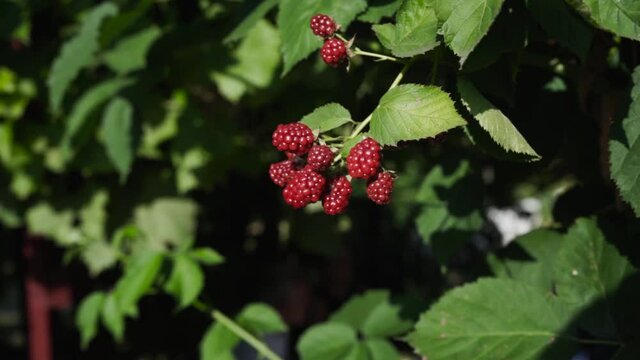 REDBERRIES