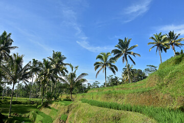 Fototapeta na wymiar rice fields in Gianyar, Bali
