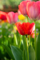 Tulips in the garden.