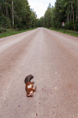 Eurasian Red squirrel, Sciurus vulgaris roadkill on a dirt road in rural Estonia. 