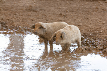 Wooly pig babies in mud