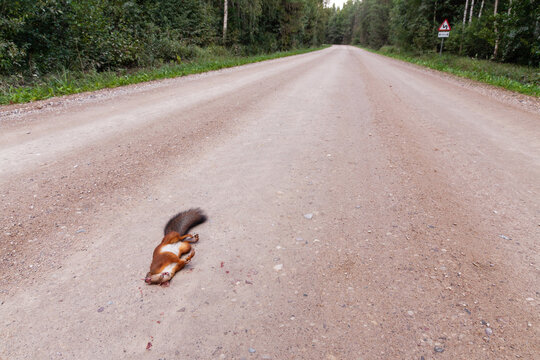 Eurasian Red squirrel, Sciurus vulgaris roadkill on a dirt road in rural Estonia. 