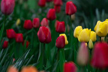 Tulips in the garden.