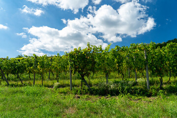 Fototapeta na wymiar A view of a vineyard with blue sky and clouds.