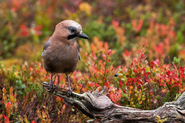 Curious European songbird Eurasian jay. Garrulus glandarius in the middle of beautiful fall colors during autumn foliage in Northern Finland. 