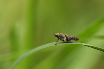 Adult insect pennitsa (Philaenus spumarius) close up on green grass
