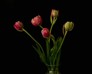 Bouquet of pink tulip buds and green leaves, in a glass vase, viewed from the side, only top of container shown, agasint black background, with leaves- composition celebrating the spring 