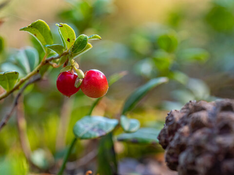 Preiselbeere (Vaccinium vitis-idaea)
