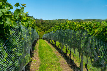 Obraz premium A beautiful view of a vineyard with blue sky.