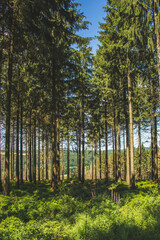 Fototapeta na wymiar Beautiful green forest at Teutoburg Forest, North Rhine Westphalia, Germany