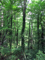 Tree trunks are covered with ivy in the forest on mount AI-Petri, Crimea