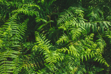 Green ferns in the forest in Germany. Beautiful fresh ferns growing in the sunlight. Natural fern background