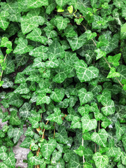 Fototapeta na wymiar Common ivy
