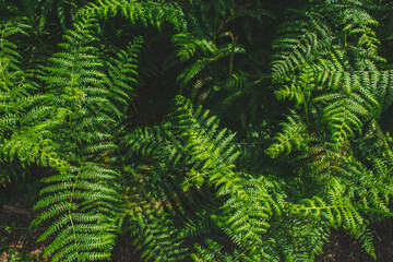 Green ferns in the forest in Germany. Beautiful fresh ferns growing in the sunlight. Natural fern background