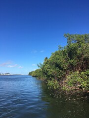 tree on the lake pantanal