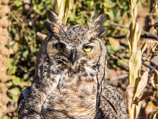 Owl