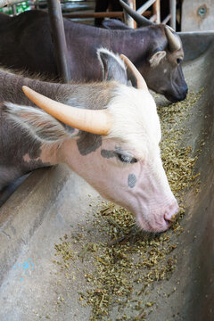 Albino buffalo eat plant feed in the stall farm