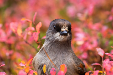 Beautiful taiga bird Siberian jay, Perisoreus infaustus in the middle of colorful fall leaves during autumn foliage near Kuusamo, Northern Finland. 
