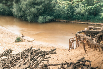 Fototapeta na wymiar Eroded roots of trees on sandy bank of a river.