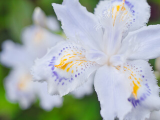 Japanese iris flower