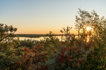 Sea buckthorn in front of the Markkleeberger Lake at sunset