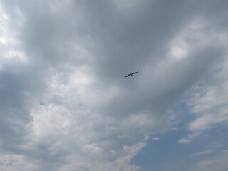 A bird flying in the sky with