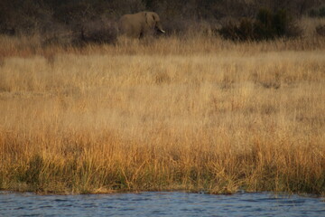 Photo Taken in Pilanesberg National Park.