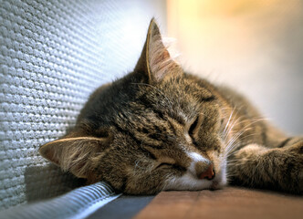 The European Shorthair cat is sleeping