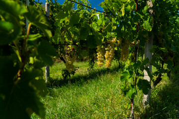 Fototapeta na wymiar White grapes hanging from lush green vine.