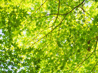 Fototapeta na wymiar Vivid green maple leaves in sunlight
