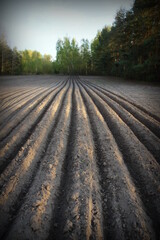 Pole uprawne © PtakFOTO