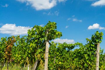 A view of a vineyard with blue sky and clouds.