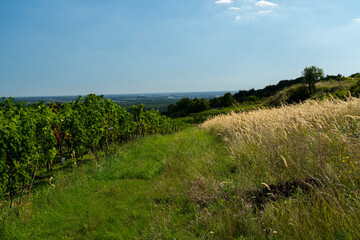 Fototapeta na wymiar A view of a vineyard with blue sky and meadow.