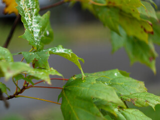 Obraz premium green maple leaves close-up. early autumn. nature begins to fall asleep.