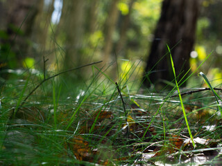 fallen leaves in the green grass. photo of a birch forest. background.