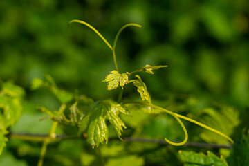 Branch of a vine with new green leaves.