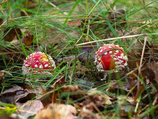 fly agaric in a clearing in the forest in the fallen leaves. poisonous mushroom. danger to the mushroom picker.