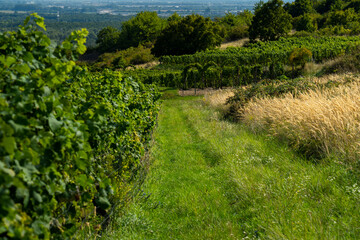 Fototapeta na wymiar Vineyard on a hill with a meadow.