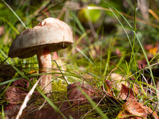 white birch in the grass on the forest. mushroom picking in the forest. hobby.