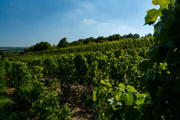Fototapeta premium A beautiful view of a vineyard with blue sky.