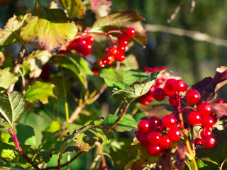 red viburnum berries on a branch. close-up photo. medicinal berries. vitamins.