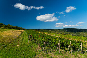 Fototapeta na wymiar Vineyard on the hill. Green vineyard. In the background. Sky with blue clouds.