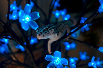 New year Leopard gecko 