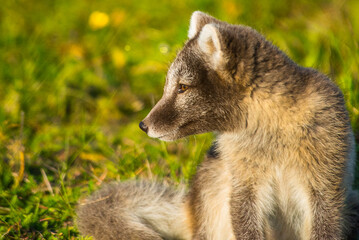 Arctic Fox - Volpe Artica - Islanda - Iceland