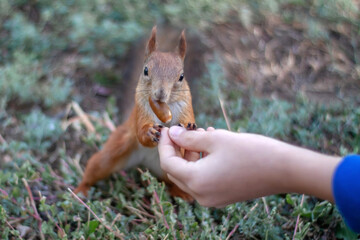 Feeding squirrels from hands close-up. The squirrel grabbed the acorn from the man's hand with its teeth. Selective focus, blurry background.