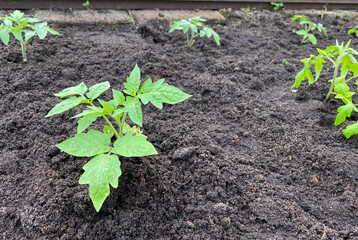 Tomato seedlings in the greenhouse