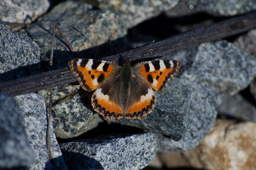 butterfly on stone