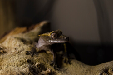 crested gecko